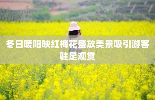 冬日暖阳映红梅花盛放美景吸引游客驻足观赏