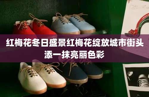 红梅花冬日盛景红梅花绽放城市街头添一抹亮丽色彩