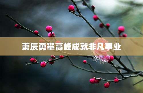 萧辰勇攀高峰成就非凡事业