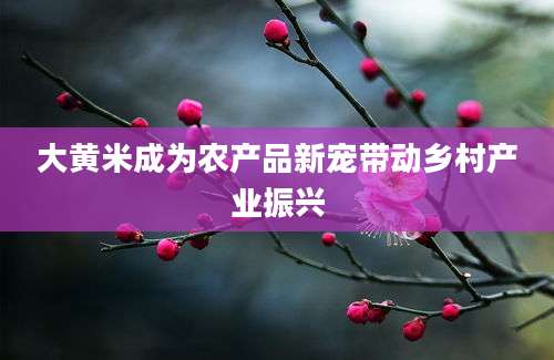 大黄米成为农产品新宠带动乡村产业振兴