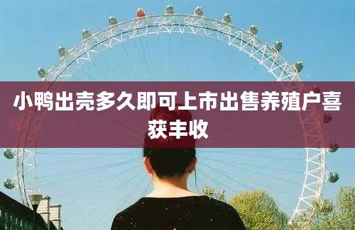 小鸭出壳多久即可上市出售养殖户喜获丰收