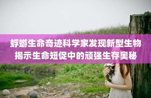 蜉蝣生命奇迹科学家发现新型生物揭示生命短促中的顽强生存奥秘