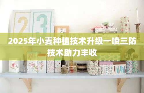 2025年小麦种植技术升级一喷三防技术助力丰收